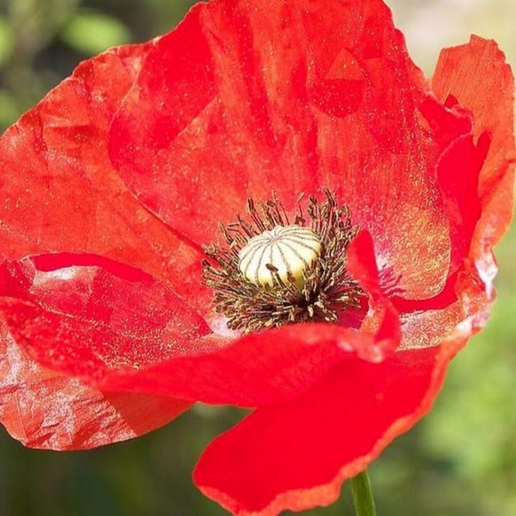 Meet your Posher, A - Picture 1 of 1